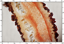 Genea fragrans